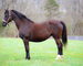 FANCY REGISTERED BLACK MORGAN MARE, BRED TO MORGAN STALLION, RIDES AND DRIVES, STYLISH AND BROKE