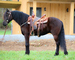 BEGINNER AND YOUTH RIDDEN REGISTERED BLACK FRIESIAN SPORT HORSE GELDING, STYLISH WITH LOTS OF RIDE AND DRIVE 
