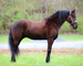 BEGINNER AND YOUTH RIDDEN REGISTERED BLACK FRIESIAN SPORT HORSE GELDING, STYLISH WITH LOTS OF RIDE AND DRIVE 