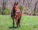 SUPER NICE CHESTNUT MOLLY MULE, THICK MADE, TRAIL RIDES, LOTS OF HEART AND STAMINA 