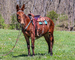 SUPER NICE CHESTNUT MOLLY MULE, THICK MADE, TRAIL RIDES, LOTS OF HEART AND STAMINA 