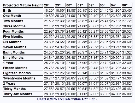 Sable Ranch Friesian Horses Height Conversion Chart Peacecommission 