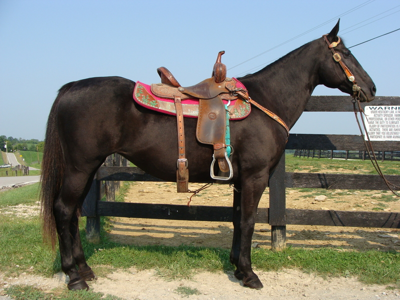 REALLY NICE BLACK QUARTER HORSE MARE, BEGINNER SAFE AND GENTLE, YOUTH