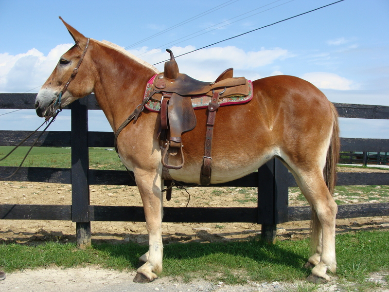 NICE BELGIAN MOLLY MULE, RIDES AND DRIVES, GENTLE, TRAFFIC SAFE For ...