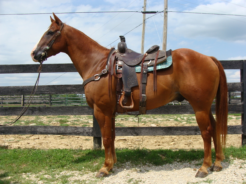 AQHA FINISHED TEAM ROPING BREAKAWAY GELDING, RUNS BARRELS, RANCH WORK