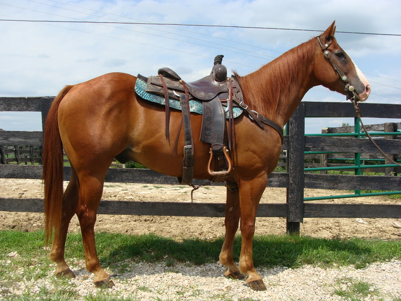 AQHA FINISHED TEAM ROPING BREAKAWAY GELDING, RUNS BARRELS, RANCH WORK, PASTURE ROPE For Sale in AQHA FINISHED TEAM ROPING BREAKAWAY GELDING, RUNS BARRELS, RANCH WORK, PASTURE ROPE For Sale in