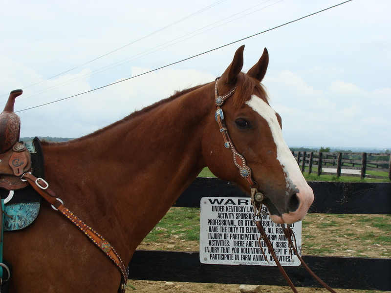 APHA REGIStERED ROYAL QUICK DASH grandson, RUNS BARRELS & TRAIL RIDES For Sale in Fleming