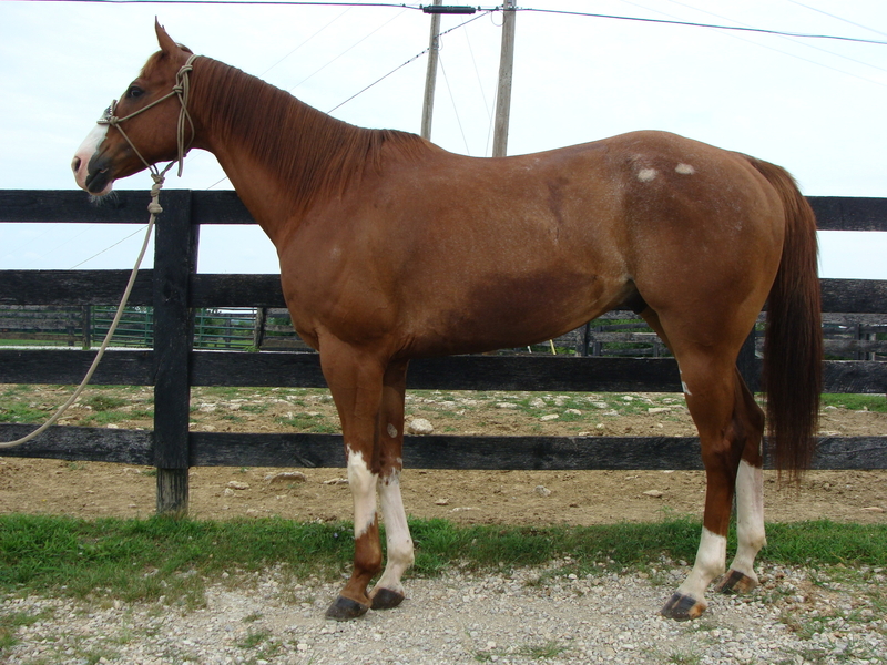 APHA REGIStERED ROYAL QUICK DASH grandson, RUNS BARRELS & TRAIL RIDES For Sale in Fleming