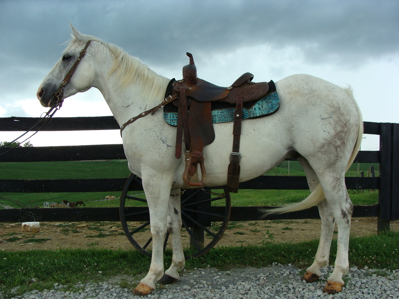 AQHA DAPPLE GRAY QUARTER HORSE GELDING, USED FOR RANCH WORK, HANDY