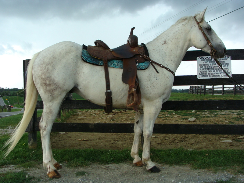 AQHA DAPPLE GRAY QUARTER HORSE GELDING, USED FOR RANCH WORK, HANDY