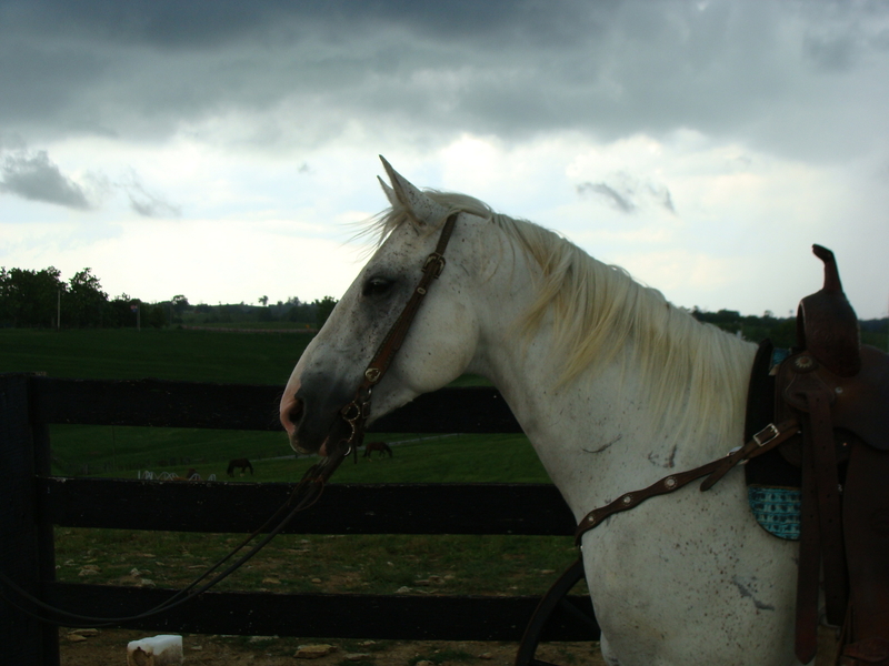 AQHA DAPPLE GRAY QUARTER HORSE GELDING, USED FOR RANCH WORK, HANDY