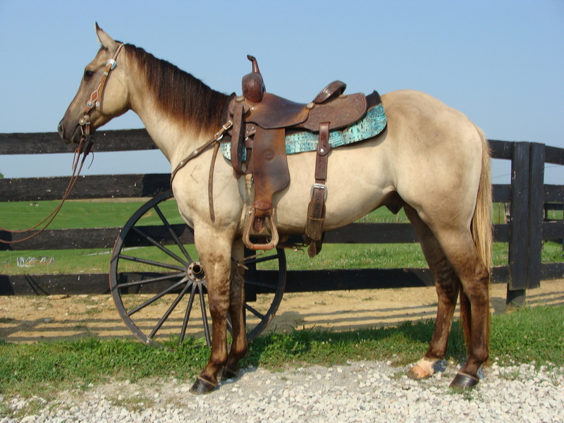PRETTY GRULLA 3YEAROLD QUARTER HORSE GELDING, TRAIL RIDES, CHECK