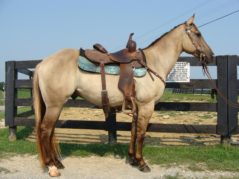 PRETTY GRULLA 3YEAROLD QUARTER HORSE GELDING, TRAIL RIDES, CHECK