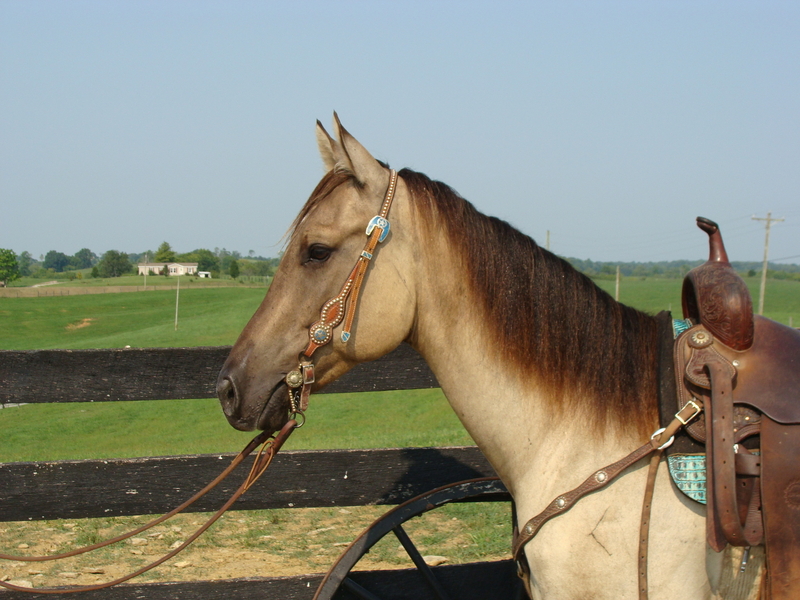 PRETTY GRULLA 3YEAROLD QUARTER HORSE GELDING, TRAIL RIDES, CHECK