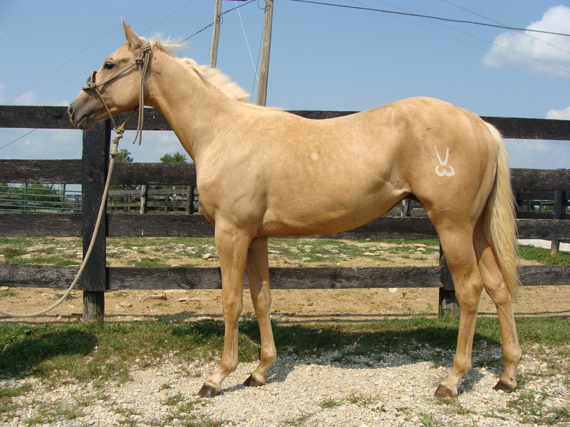 AQHA YEARLING PALOMINO FILLY, WELL BRED, SUN FROST & DASH FOR CASH ON