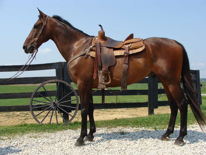 STANDARDBRED GELDING, 11 YEAR OLD, RIDES AND DRIVES