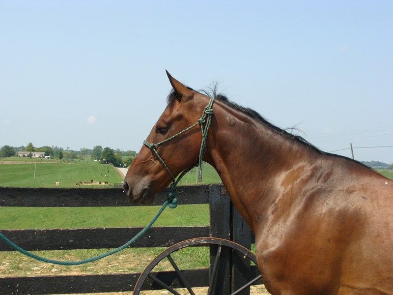 STANDARDBRED GELDING, 11 YEAR OLD, RIDES AND DRIVES