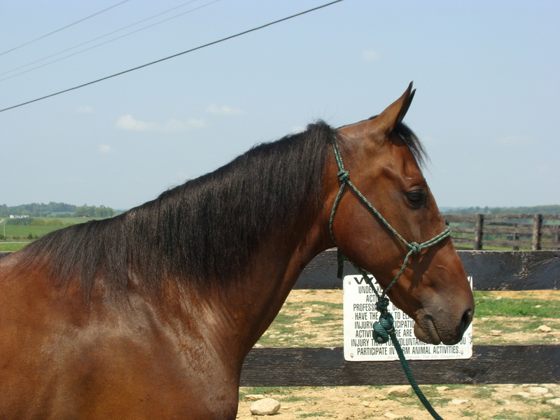 STANDARDBRED GELDING, 11 YEAR OLD, RIDES AND DRIVES