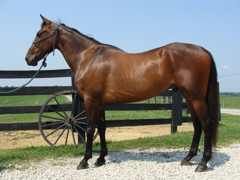STANDARDBRED GELDING, 11 YEAR OLD, RIDES AND DRIVES