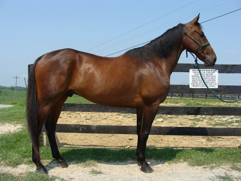 STANDARDBRED GELDING, 11 YEAR OLD, RIDES AND DRIVES, GENTLE For Sale in