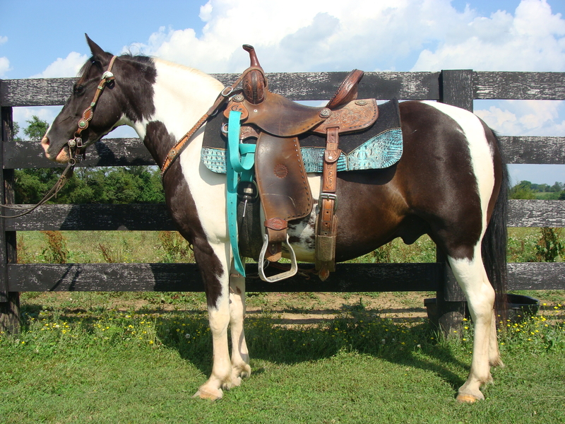 FLASHY BLACK & WHITE SPOTTED SADDLE GELDING, YOUTH SHOWN, NATURALLY