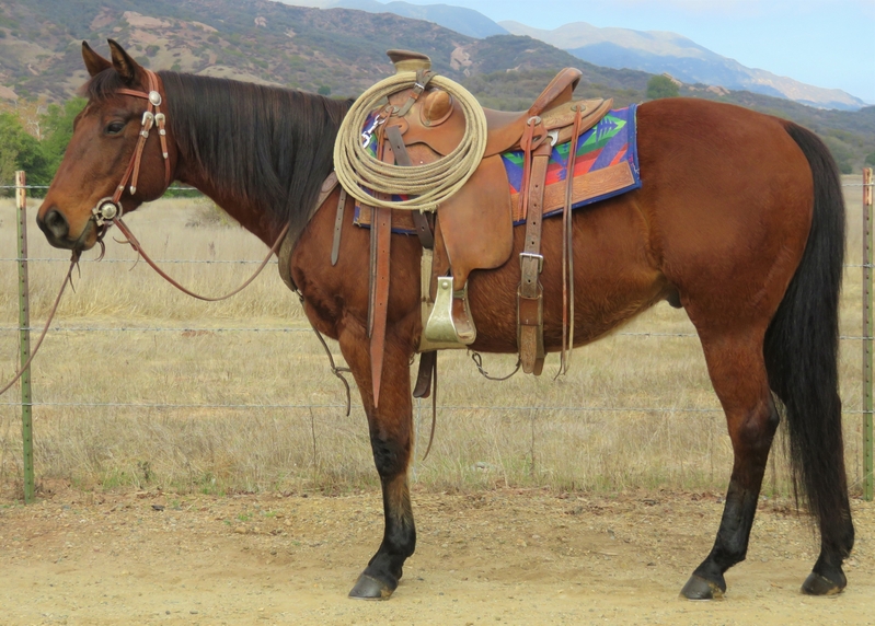 Quarter Horses for Sale Jerviss Quarter Horses, Oak View