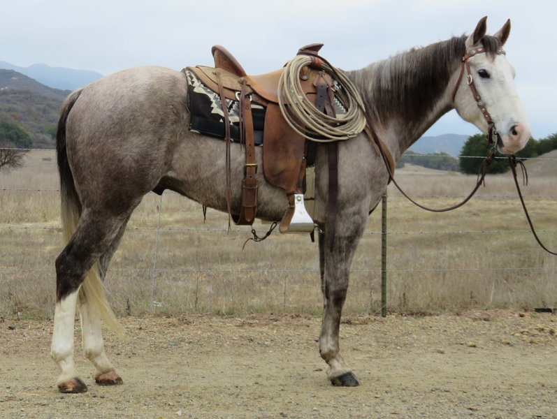 7 YEAR OLD 15.1 HAND GRAY GELDING For Sale in Ventura, California