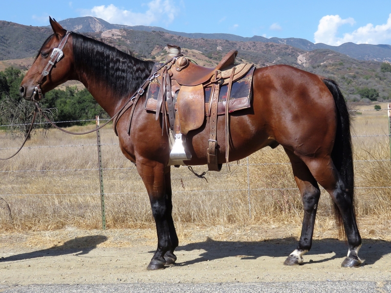 11 YEAR OLD 15.1 HAND BAY GELDING For Sale in Ventura, California