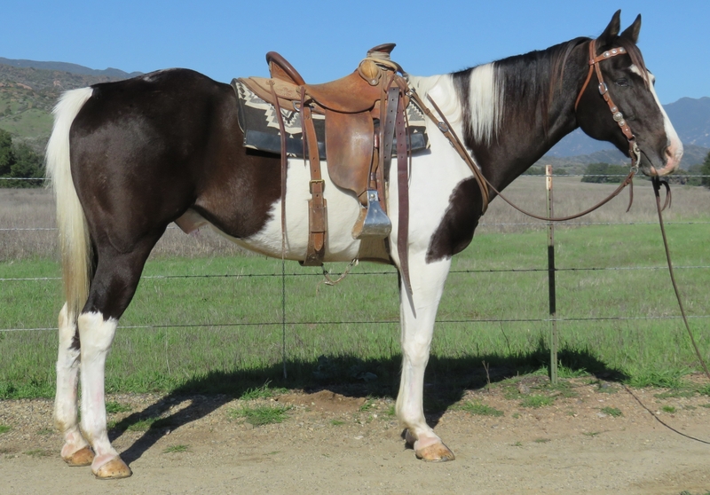 10 YEAR OLD 16.1 HAND BLACK AND WHITE PAINT GELDING For Sale in Ventura