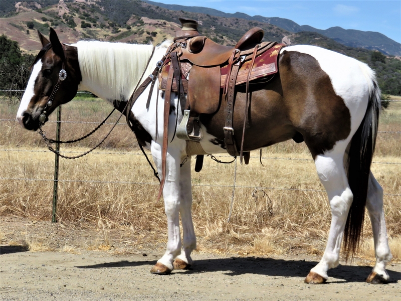 9 YEAR OLD LIVER CHESTNUT OVERO GELDING For Sale in Ventura, California