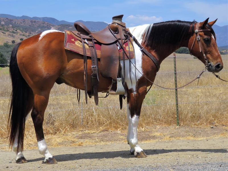 13 YEAR OLD 14.3 HAND BAY TOBIANO GELDING For Sale in Ventura