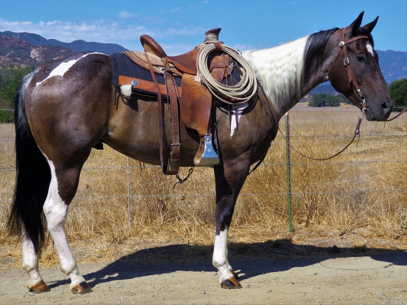 5 YEAR OLD 15.1 HAND BLUE ROAN TOBIANO For Sale in Ventura, California