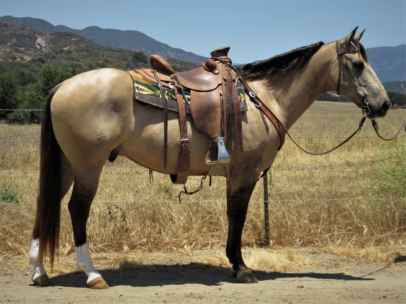 Gelding Buckskin Horses for Sale Jerviss Quarter Horses, Oak View