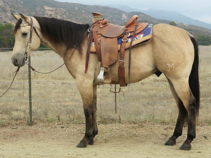 Gelding Buckskin Horses for Sale Jerviss Quarter Horses, Oak View