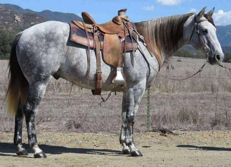 13 YEAR OLD 15.2 HAND GRAY GELDING For Sale in Ventura, California