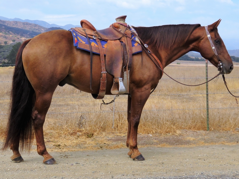 11 YEAR OLD 15.3 HAND CHESTNUT GELDING For Sale in Ventura, California