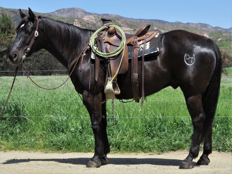11 YEAR OLD 15.3 HAND BLACK GELDING **SOLD** For Sale in Ventura