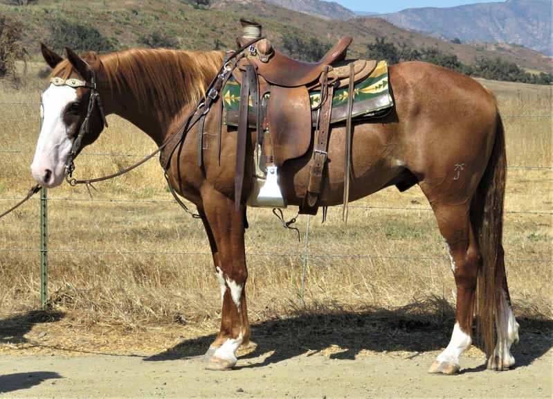 10 YEAR OLD 14.3 HAND SOLID PAINT GELDING For Sale in Ventura, California, United States of