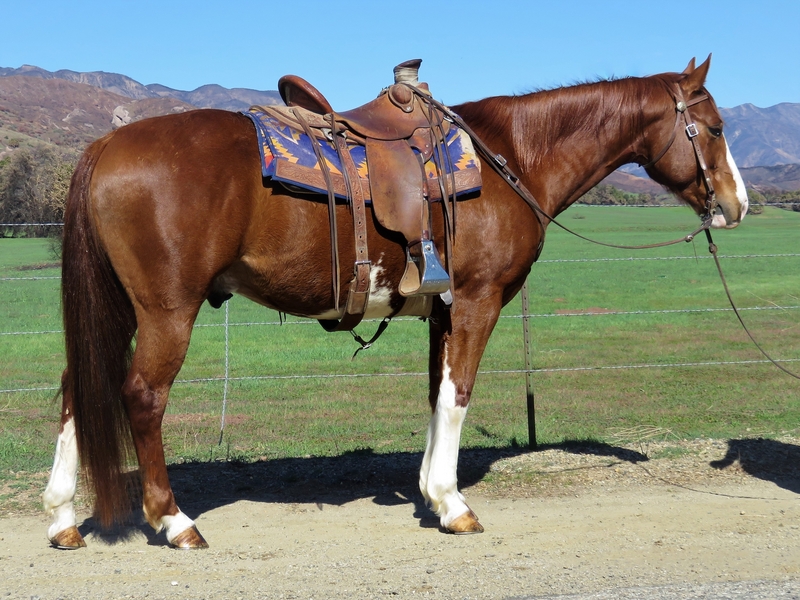 7 YEAR OLD 15.1 HAND SORREL GELDING For Sale in Ventura, California