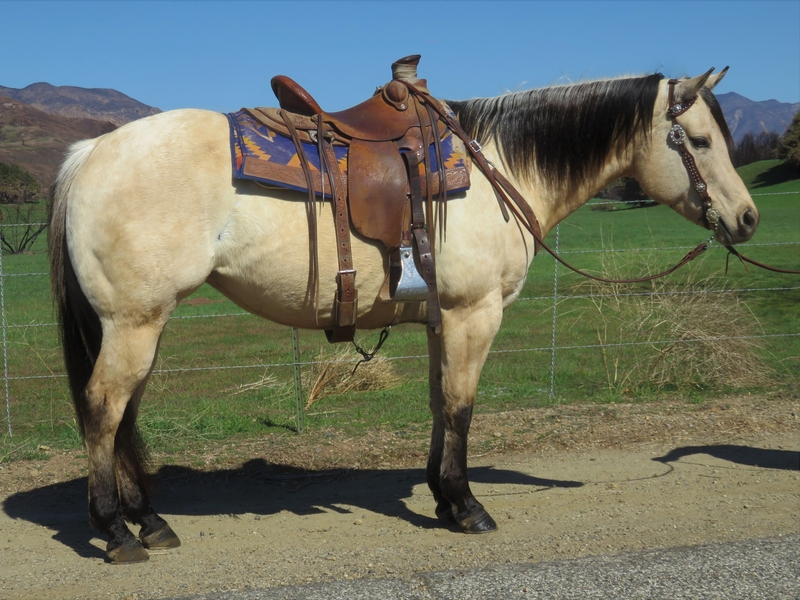 10 YEAR OLD BUCKSKIN MARE For Sale in Ventura, California, United