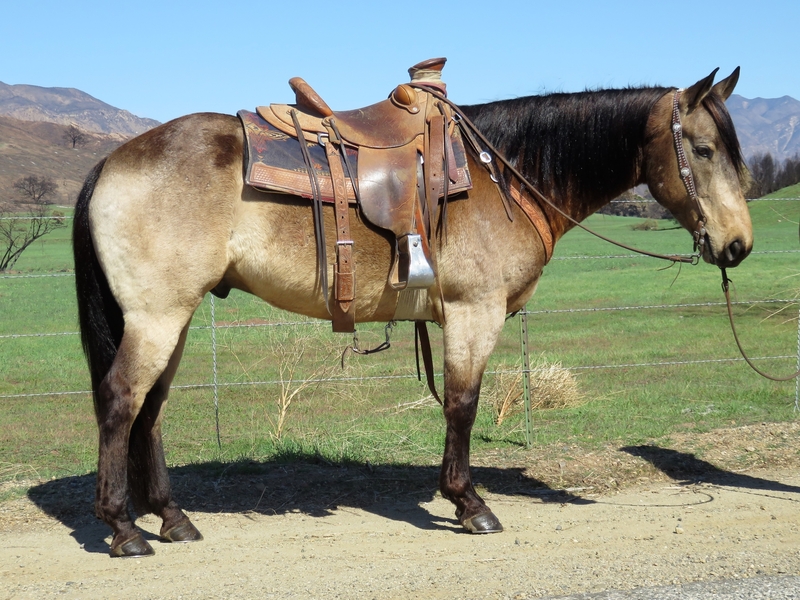 Buttermilk Buckskin Gypsy Vanner / Buttermilk Buckskin overo paint ...