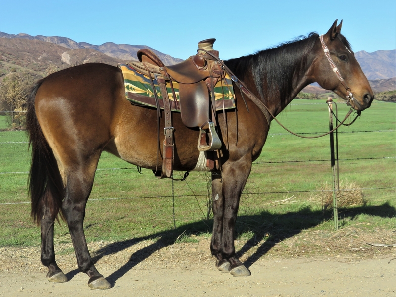9 YEAR OLD 15.1 HAND BAY GELDING For Sale in Ventura, California
