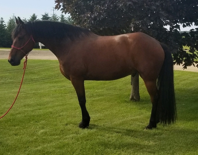 11 YEAR OLD 16.3 HAND BAY FRIESIAN QUARTER CROSS ***SOLD SOLD SOLD