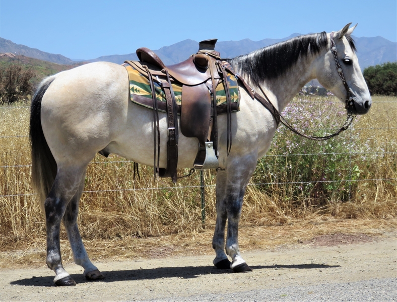 8 YEAR OLD 15.1 HAND BUCKSKIN GREY GELDING For Sale in Ventura