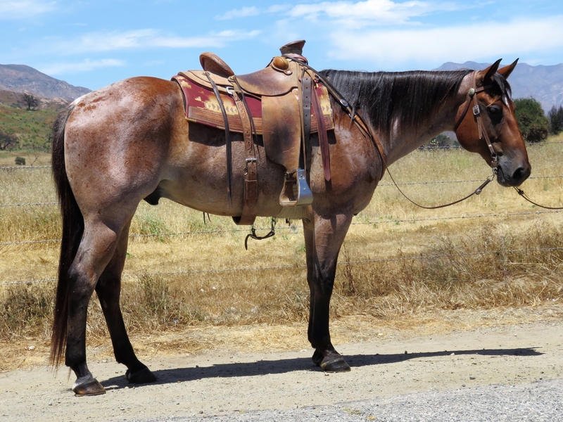 9 YEAR 15.3 HAND BAY ROAN GELDING For Sale in Ventura, California