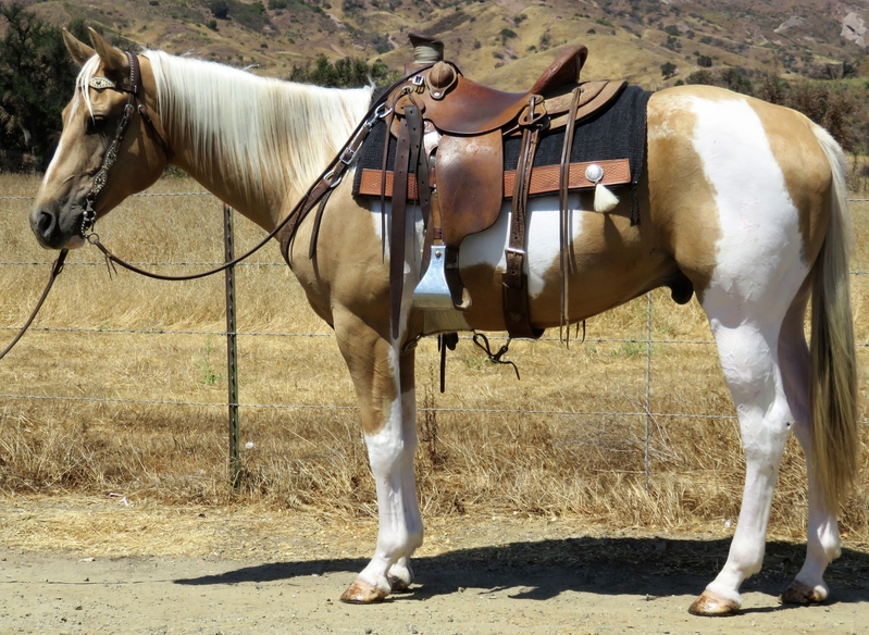 7 YEAR OLD 15.1 HAND PALOMINO PAINT GELDING For Sale in Ventura