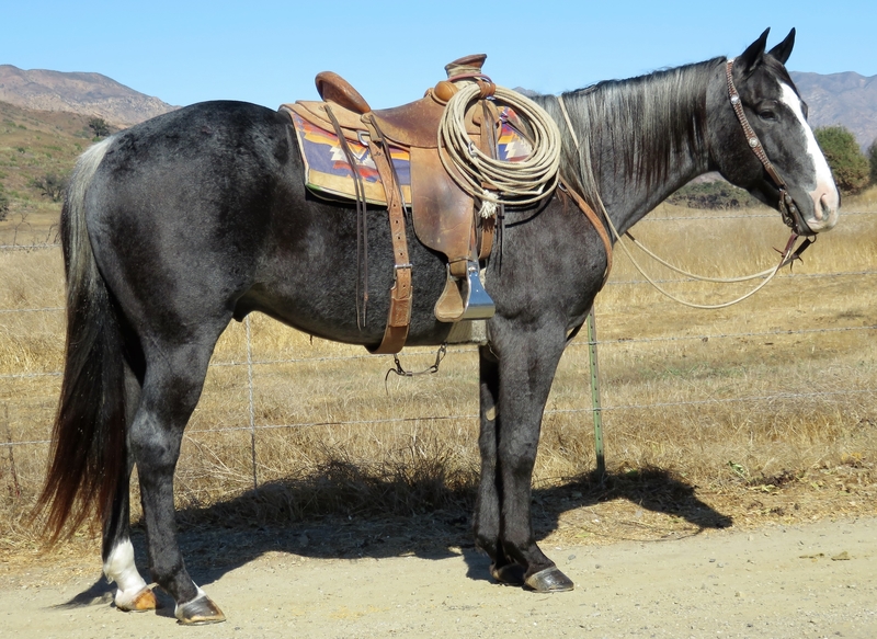 16 HAND BLUE ROAN For Sale in Ventura, California, United States of