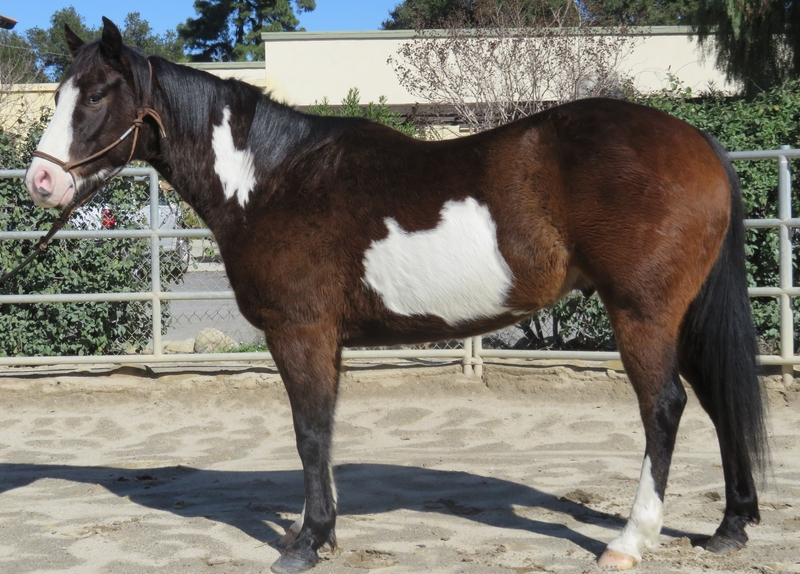 6 YEAR OLD 15.1 HAND BAY OVERO GELDING For Sale in Ventura, California