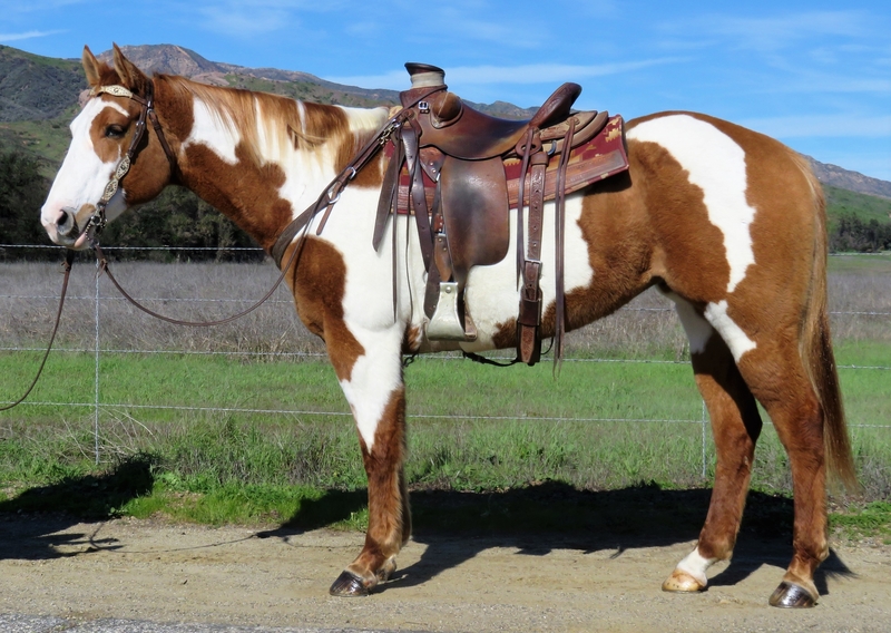 12 YEAR OLD 15.3 HAND RED DUN OVERO PAINT MARE ** VIDEO ** For Sale in