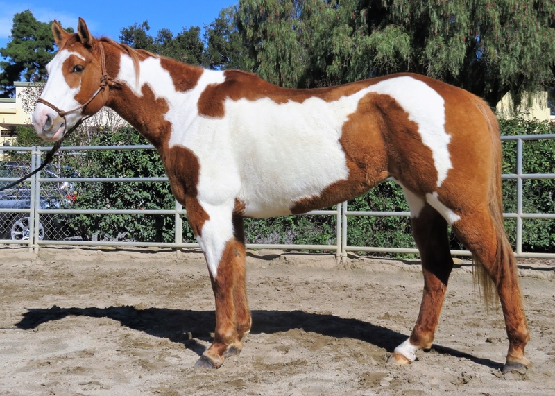 12 YEAR OLD 15.3 HAND RED DUN OVERO PAINT MARE ** VIDEO ** For Sale in